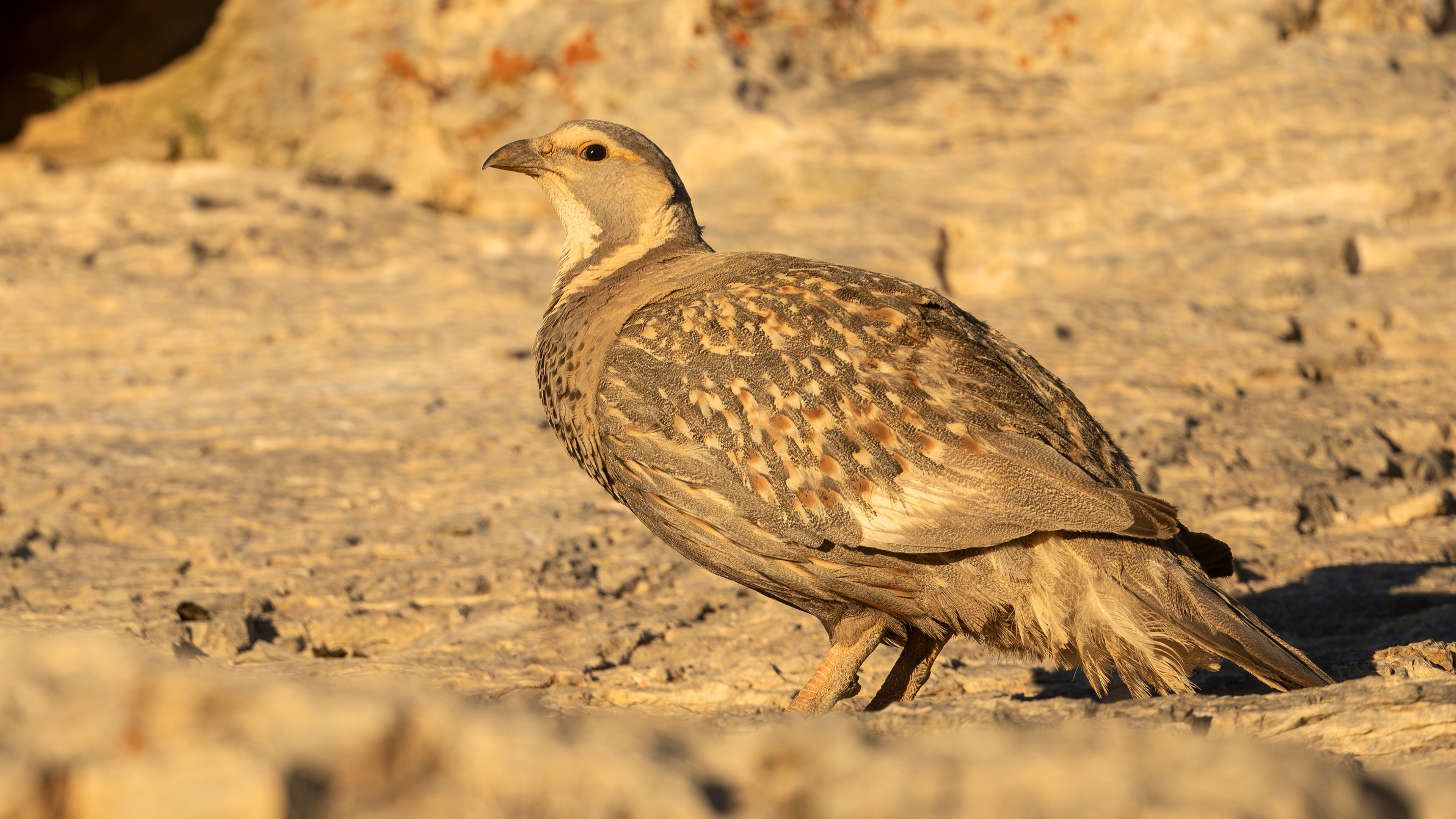 Caspian Snowcock